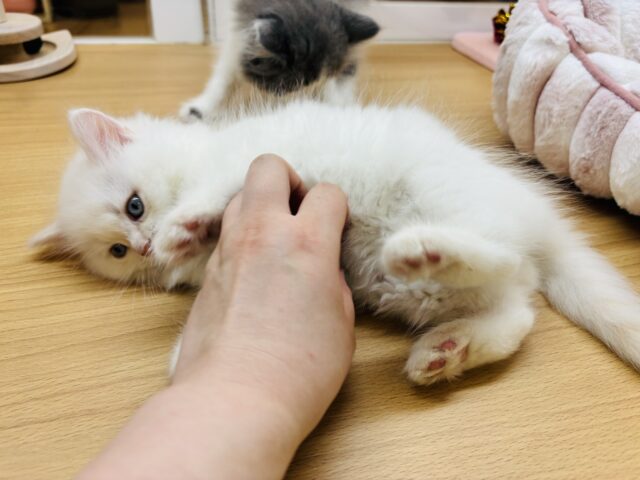 サイベリアン