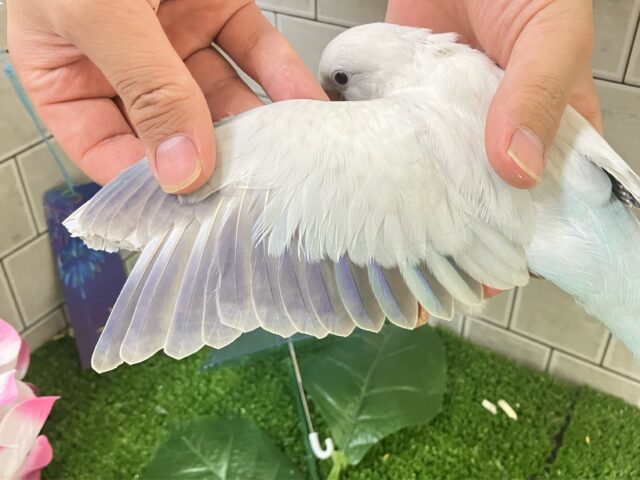 オキナインコ