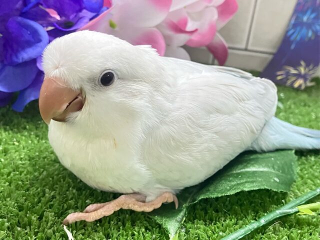 オキナインコ