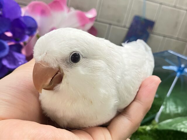オキナインコ