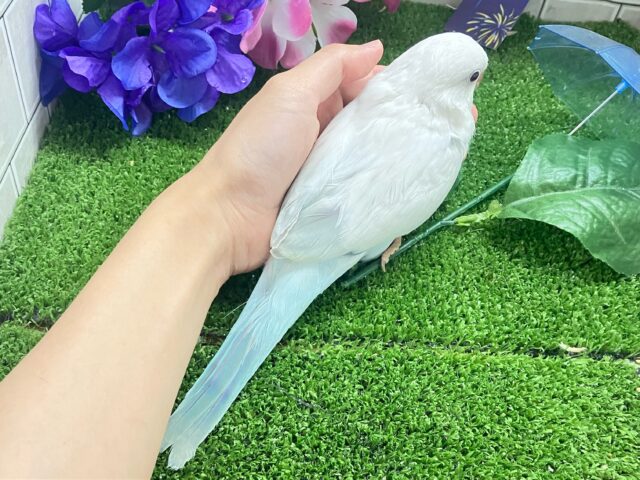オキナインコ