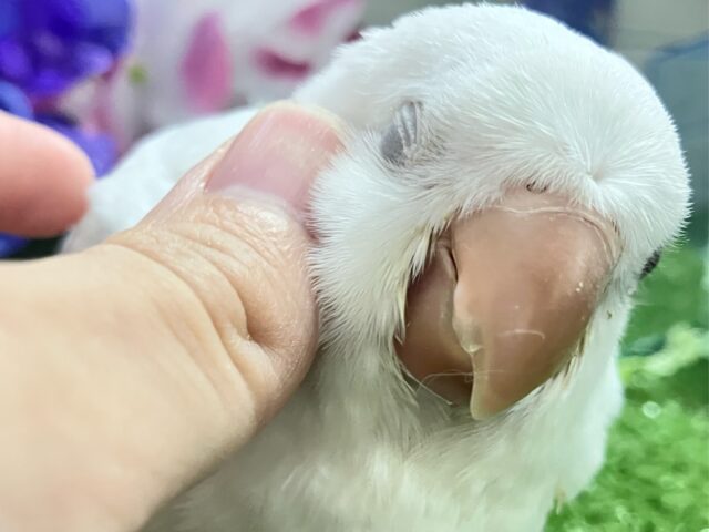 オキナインコ