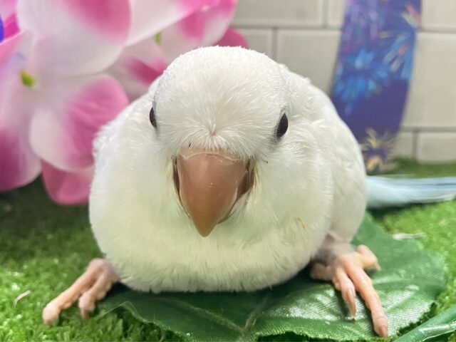 オキナインコ
