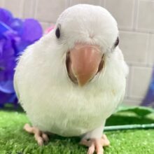 深々と降り積もる…💭⟡儚きオーロラ🌌✮*̣̩オキナインコ(ブルーパリドオパーリン/2025年5月生まれ)
