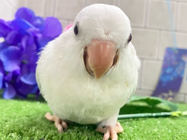 深々と降り積もる…💭⟡儚きオーロラ🌌✮*̣̩オキナインコ(ブルーパリドオパーリン/2025年5月生まれ)