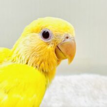 ひまわりのような眩しさ🌻💛🧡コザクラインコ（オレンジフェイスルチノー）ヒナ