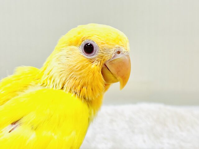 ひまわりのような眩しさ🌻💛🧡コザクラインコ（オレンジフェイスルチノー）ヒナ
