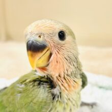 大きくなったらいっぱい飛ぶんだ💚コザクラインコ（ノーマル）ヒナ