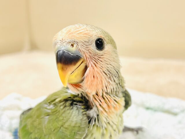 大きくなったらいっぱい飛ぶんだ💚コザクラインコ（ノーマル）ヒナ