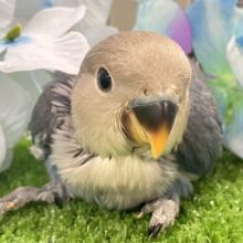 ﾍﾟｯﾀﾝぺんた🐧紫陽花咲いた💜⋆͛✨コザクラインコ(バイオレット/2025年5月生まれ)