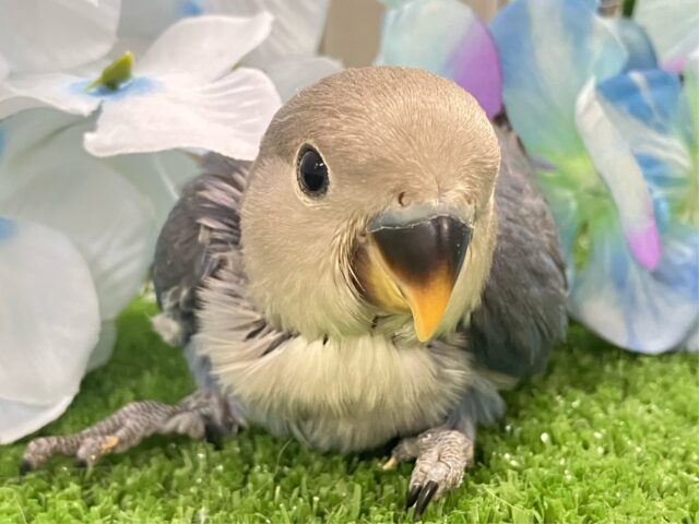 ﾍﾟｯﾀﾝぺんた🐧紫陽花咲いた💜⋆͛✨コザクラインコ(バイオレット/2025年5月生まれ)
