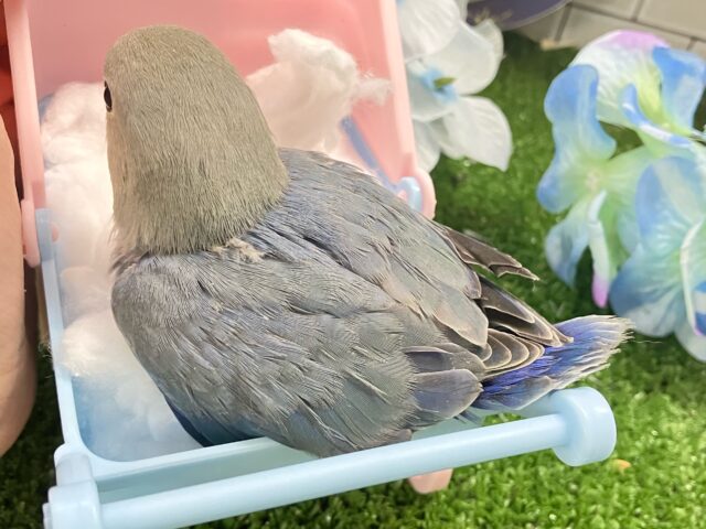 コザクラインコ（小桜インコ）