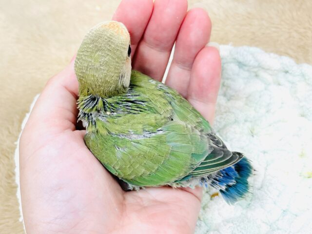 コザクラインコ（小桜インコ）