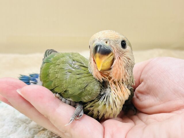 コザクラインコ（小桜インコ）