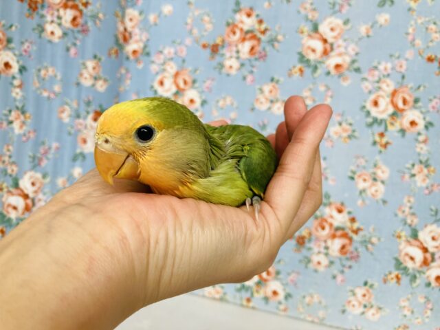 コザクラインコ（小桜インコ）