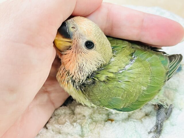 コザクラインコ（小桜インコ）