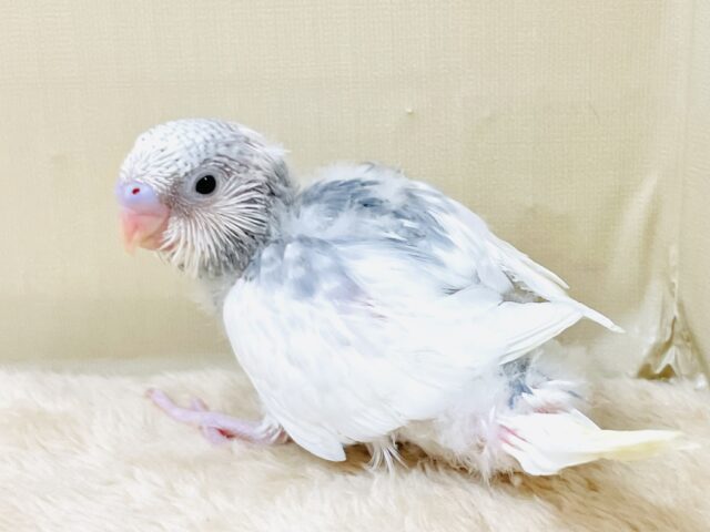 キリッと！スタイリッシュ🩶🤍セキセイインコ（パイド）ヒナ
