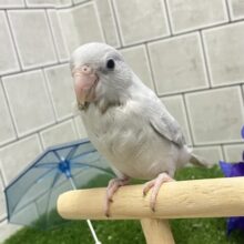✨最新画像✨美カラーのワンパクカイジュウっ！️🩵(≧◇≦)⟡.*　マメルリハインコ