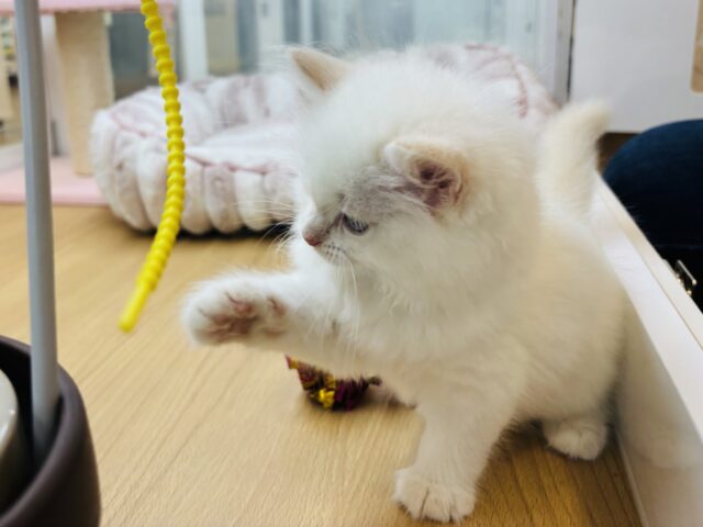 サイベリアン