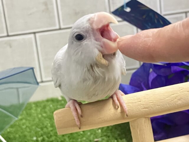 マメルリハ