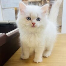 嬉しさ大爆発〜♥サイベリアンくん！