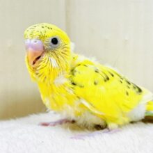 可愛いおめめ見てみて💛セキセイインコ（ハルクイン）ヒナ