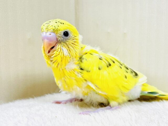 可愛いおめめ見てみて💛セキセイインコ（ハルクイン）ヒナ