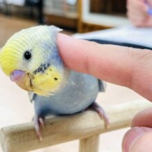 甘えん坊になる予感！？セキセイインコ（イエローフェイスオパーリン）