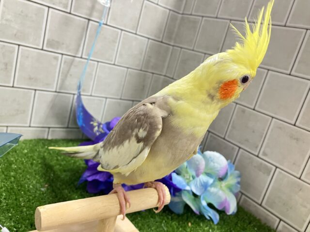 オカメインコ