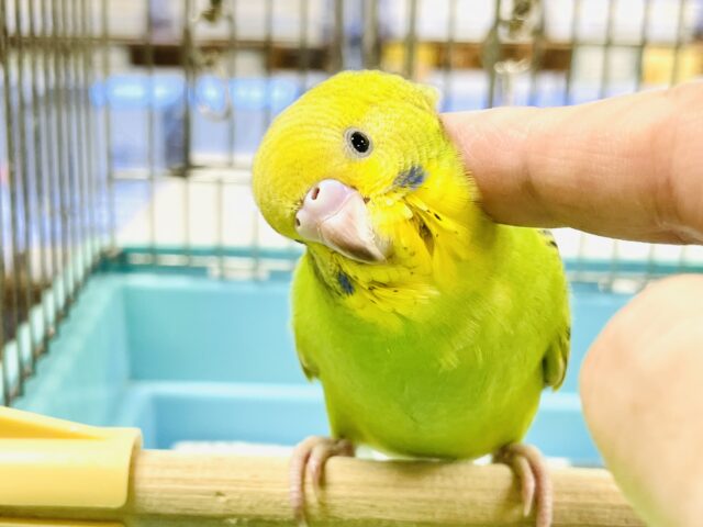 説明画像です