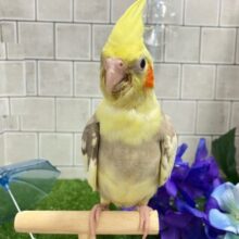 ✨最新画像✨おむおむ🍳卵ﾏｼﾏｼとびきりsmile🌻(๑Ü๑)🌻オカメインコ(シナモンパイド/2025年5月生まれ)
