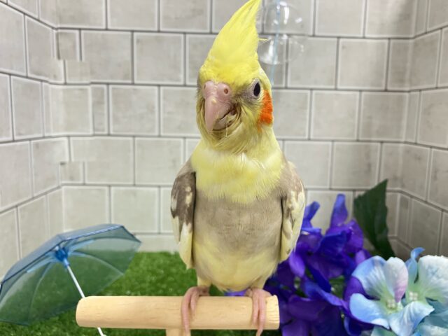 ✨最新画像✨おむおむ🍳卵ﾏｼﾏｼとびきりsmile🌻(๑Ü๑)🌻オカメインコ(シナモンパイド/2025年5月生まれ)