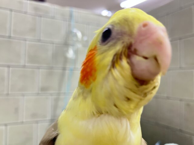 オカメインコ