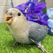 ✨最新画像✨ﾍﾟｯﾀﾝぺんた🐧紫陽花咲いた💜⋆͛✨コザクラインコ(バイオレット/2025年5月生まれ)