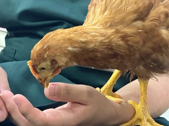 ボリスブラウン