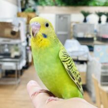 【最新画像】元気いっぱい！セキセイインコちゃん（オパーリン）ヒナ