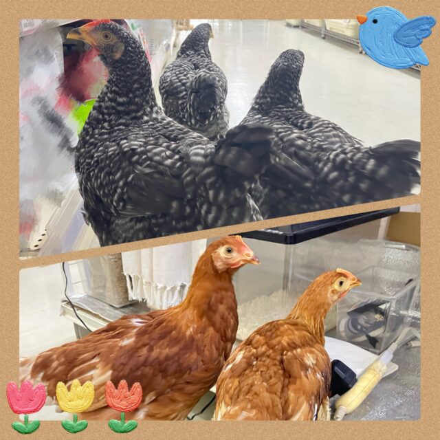 ✨更新✨私たち…小学校飛び級ですかァ？！🌸🎒　ブリモスロック　ボリスブラウン