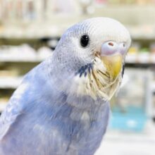 【最新画像】早く飛びたいなぁ💙セキセイインコ（スパングル）ヒナ
