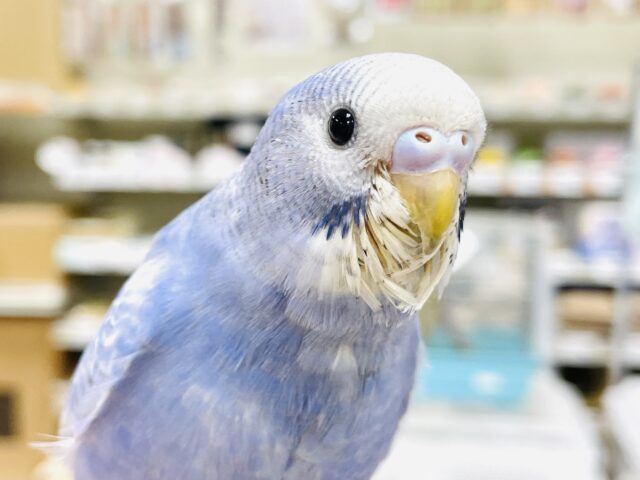 【最新画像】早く飛びたいなぁ💙セキセイインコ（スパングル）ヒナ