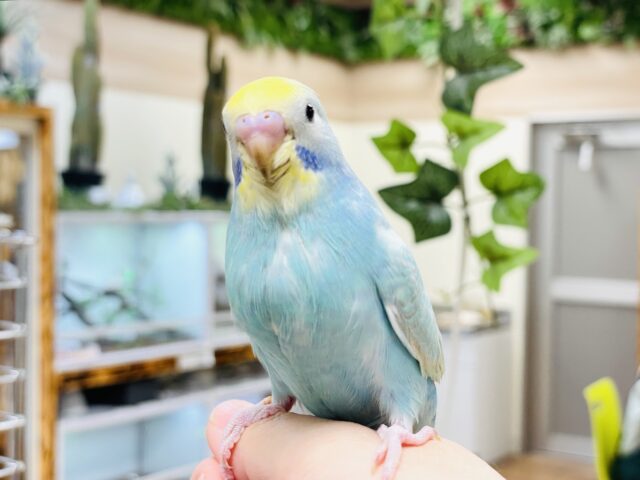 セキセイインコ