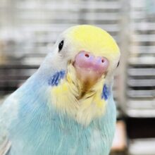 【最新画像】ふんわりふわふわ🩵💛セキセイインコ（パステルレインボー）ヒナ