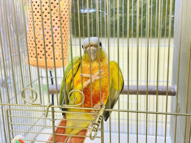 ホオミドリウロコインコ