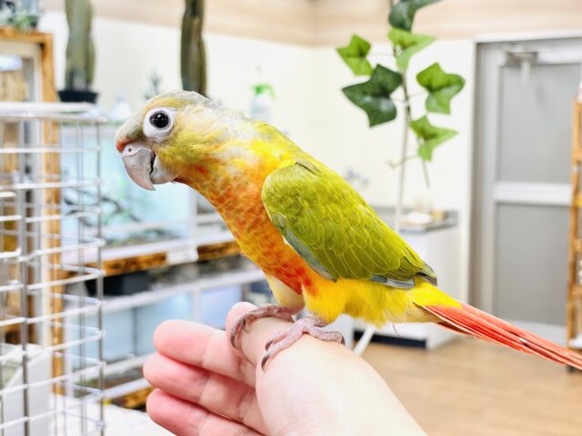 ホオミドリウロコインコ