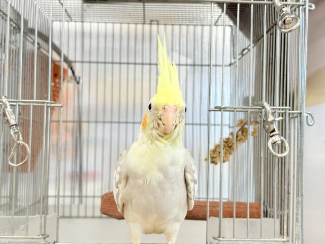 オカメインコ