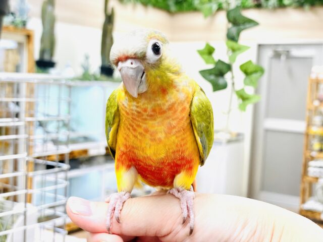 ホオミドリウロコインコ