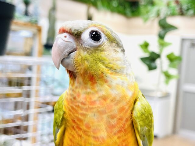 ホオミドリウロコインコ