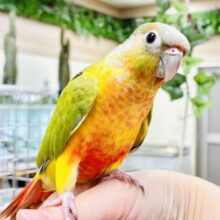 【最新画像】ワタワタ可愛い︎︎☁ホオミドリウロコインコちゃん(パイナップル)(ヒナ)
