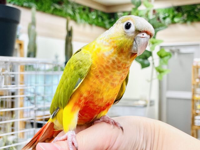【最新画像】ワタワタ可愛い︎︎☁ホオミドリウロコインコちゃん(パイナップル)(ヒナ)