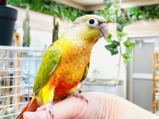 ホオミドリウロコインコ