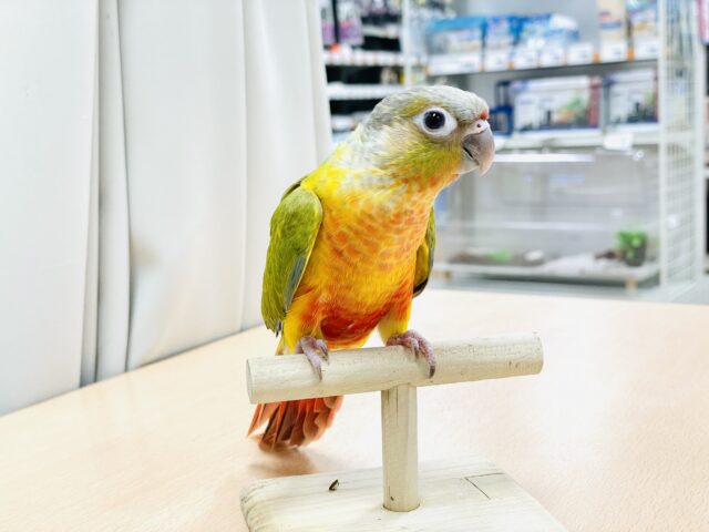 ホオミドリウロコインコ